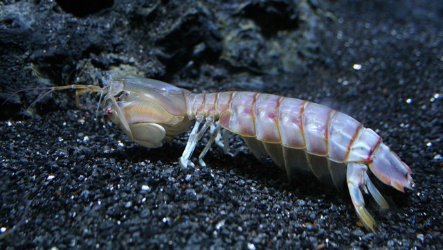 3 loại hải sản giá đắt nhất trong hóa đơn mùng 6 Tết ở Quảng Ninh là gì? Có loại làm món sashimi rất ngon - Ảnh 6. 3 loại hải sản giá đắt nhất trong hóa đơn mùng 6 Tết ở Quảng Ninh là gì? Có loại làm món sashimi rất ngon - Ảnh 6.