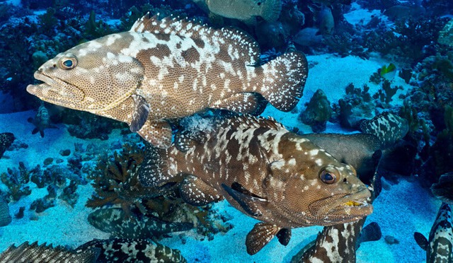 3 loại hải sản giá đắt nhất trong hóa đơn mùng 6 Tết ở Quảng Ninh là gì? Có loại làm món sashimi rất ngon - Ảnh 4. 3 loại hải sản giá đắt nhất trong hóa đơn mùng 6 Tết ở Quảng Ninh là gì? Có loại làm món sashimi rất ngon - Ảnh 4.