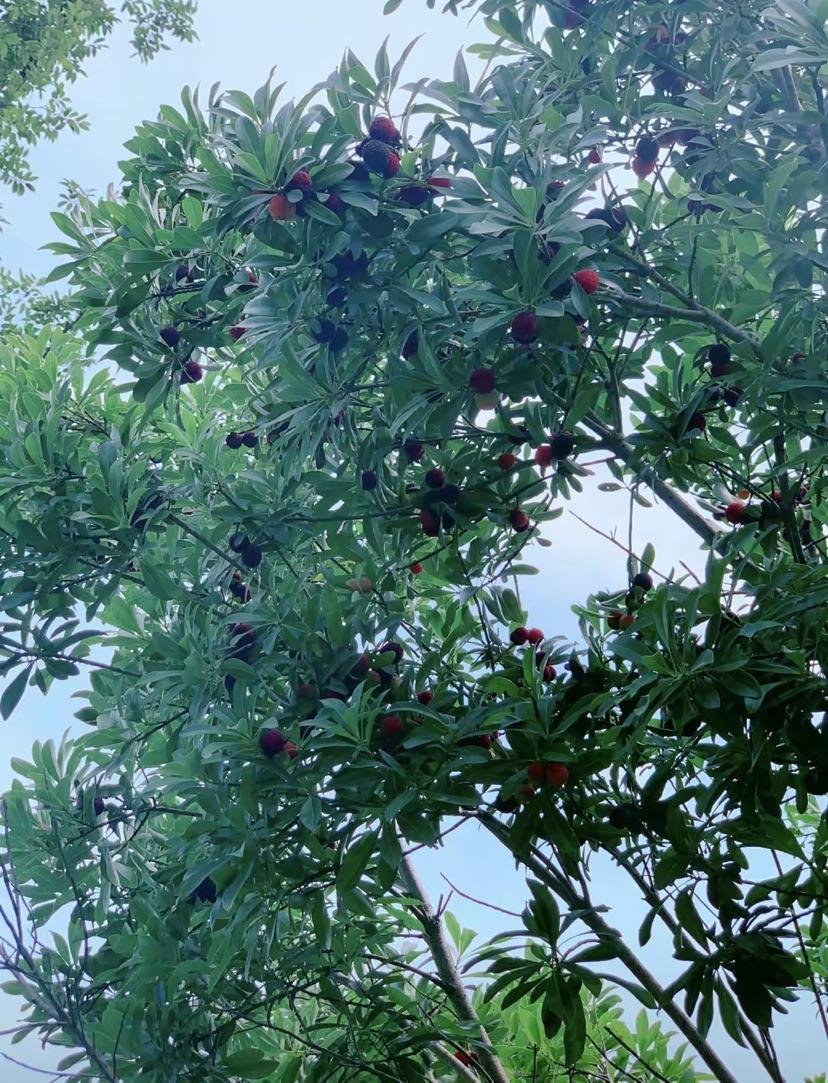 View - Chị đẹp xứ Trung "nổi rần rần" trên mạng xã hội nhờ tự tay vun trồng một vườn rau đẹp như truyện cổ tích