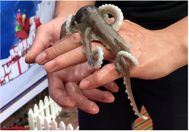 3 loại hải sản giá đắt nhất trong hóa đơn mùng 6 Tết ở Quảng Ninh là gì? Có loại làm món sashimi rất ngon - Ảnh 2. 3 loại hải sản giá đắt nhất trong hóa đơn mùng 6 Tết ở Quảng Ninh là gì? Có loại làm món sashimi rất ngon - Ảnh 2.