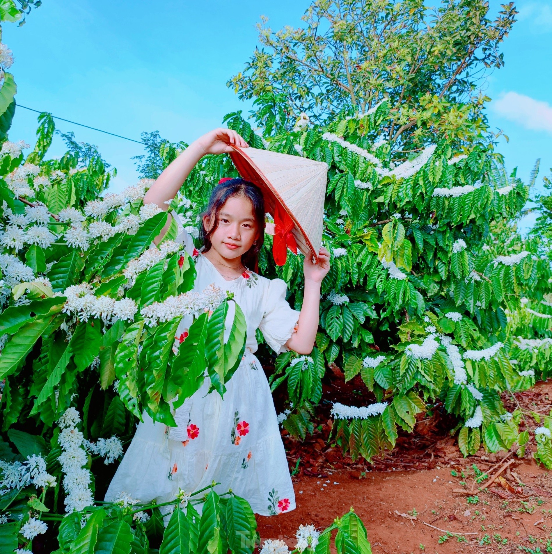 Mê mẩn mùa hoa cà phê nở trắng, tỏa hương ngọt ngào Tây Nguyên - Ảnh 4.