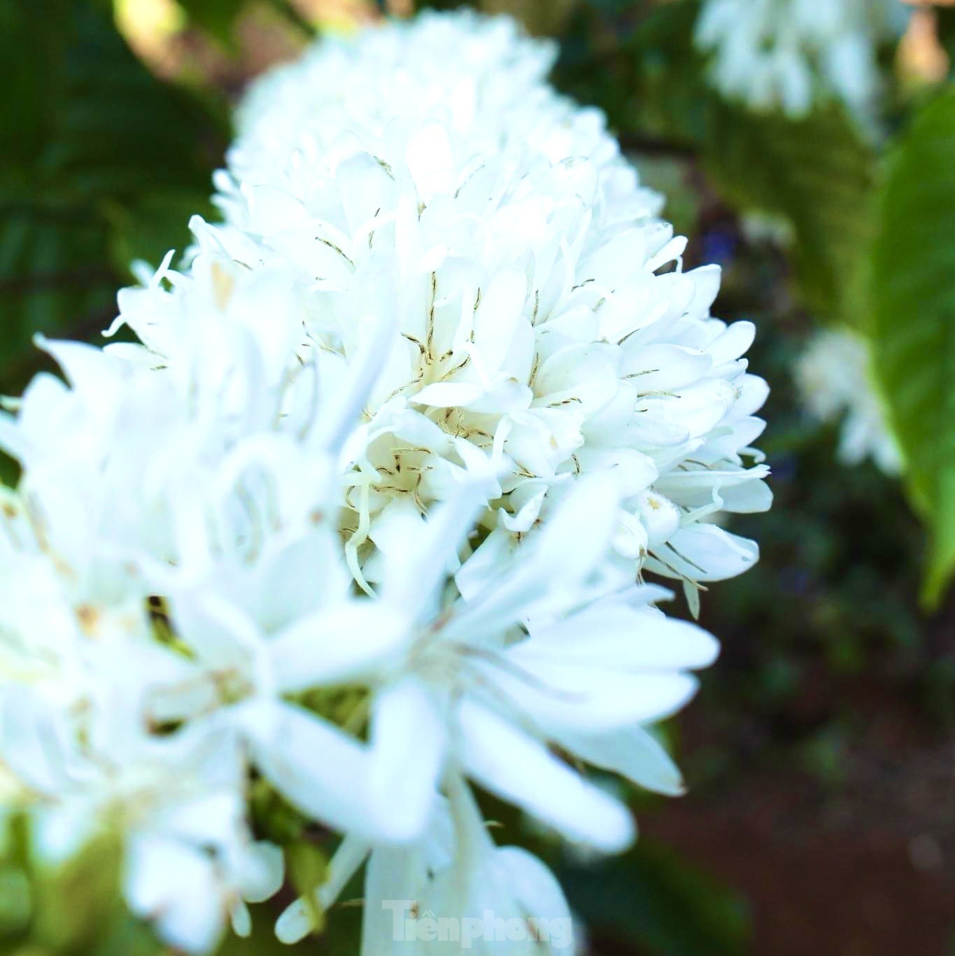 Mê mẩn mùa hoa cà phê nở trắng, tỏa hương ngọt ngào Tây Nguyên - Ảnh 3.
