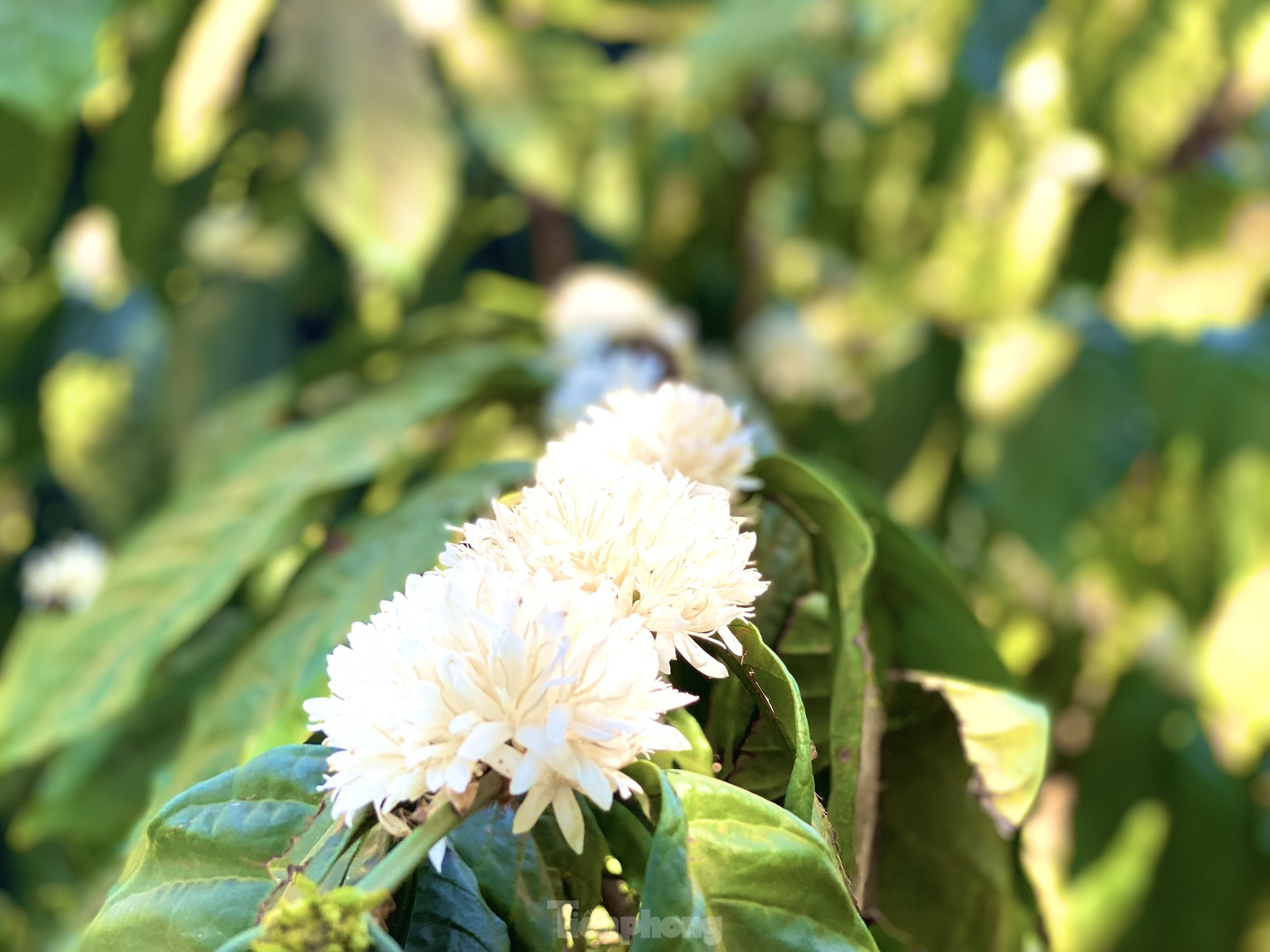 Mê mẩn mùa hoa cà phê nở trắng, tỏa hương ngọt ngào Tây Nguyên - Ảnh 2.
