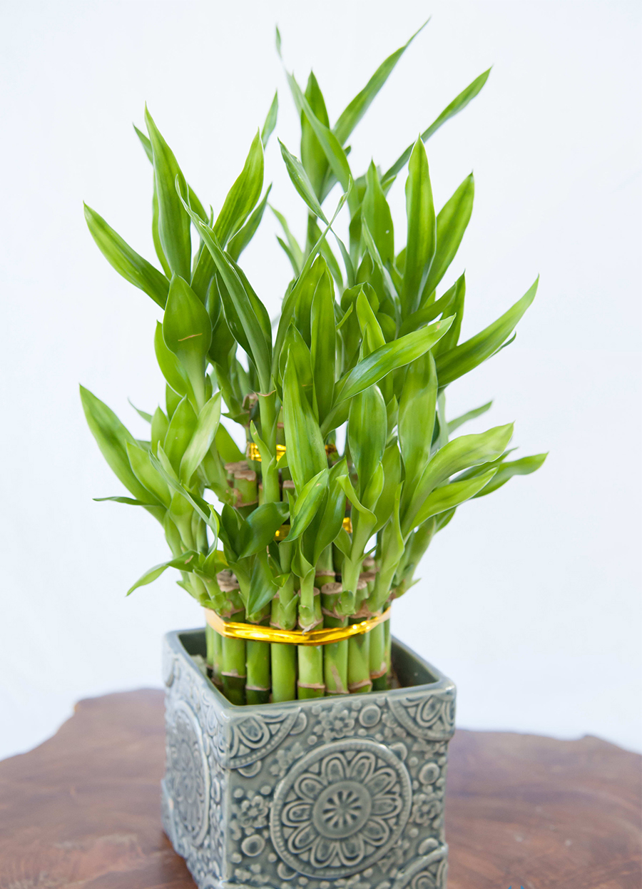 Gallery - Mua gì trong ngày Thần Tài để may mắn