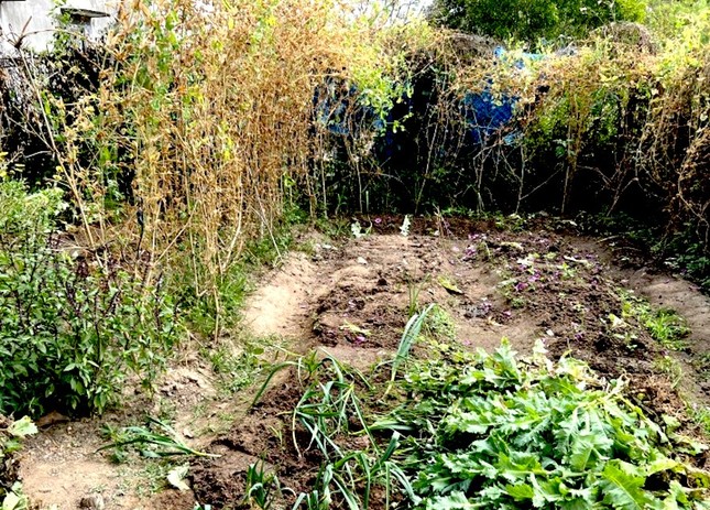 Cảnh sát phát hiện vườn thuốc phiện ẩn thân trong vườn rau - Ảnh 1.