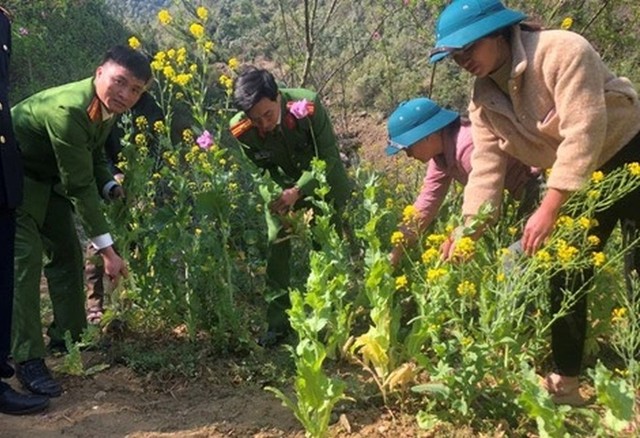 Kiểm tra vườn rau, phát hiện người phụ nữ trồng hơn 150 cây thuốc phiện - Ảnh 1.