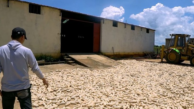 Nông trại Việt tại Angola bội thu đầu năm 3 loại rau củ người Trung Quốc thích mê, tranh nhau mua - Ảnh 6.