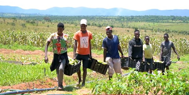 Nông trại Việt tại Angola bội thu đầu năm 3 loại rau củ người Trung Quốc thích mê, tranh nhau mua - Ảnh 5.