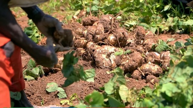 Nông trại Việt tại Angola bội thu đầu năm 3 loại rau củ người Trung Quốc thích mê, tranh nhau mua - Ảnh 2.