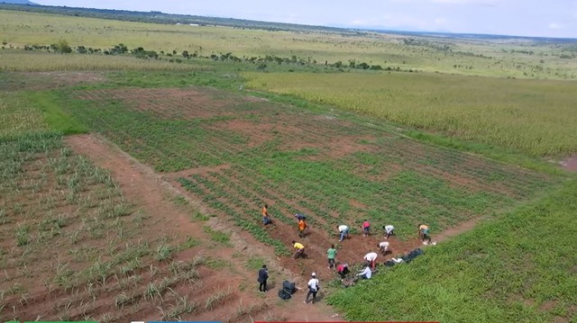 Nông trại Việt tại Angola bội thu đầu năm 3 loại rau củ người Trung Quốc thích mê, tranh nhau mua - Ảnh 1.