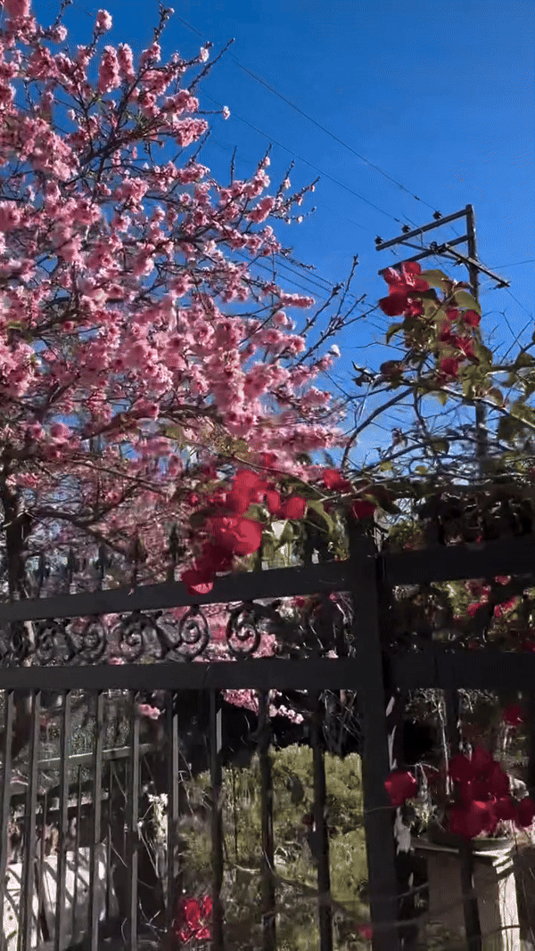 Khu vườn mùa xuân trong biệt thự ở Mỹ của Bằng Kiều: Hoa anh đào nở rộ chiếm spotlight, gia chủ nở mũi flex - Ảnh 7.