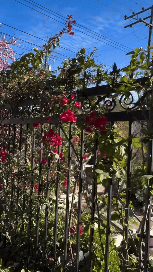 Khu vườn mùa xuân trong biệt thự ở Mỹ của Bằng Kiều: Hoa anh đào nở rộ chiếm spotlight, gia chủ nở mũi flex - Ảnh 6.