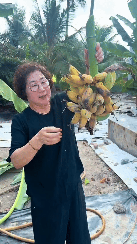 Mẹ chồng Hàn về quê con dâu miền Tây: Làm ngay chuyến food tour ngoài vườn trái cây, lên đồ bà ba hoà tan gấp - Ảnh 6.