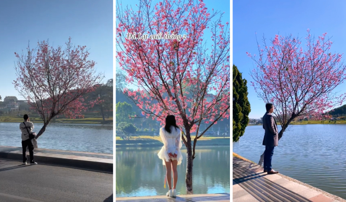 Cây mai anh đào hot nhất Đà Lạt lúc này: Vị trí đắc địa, ôm trọn vẻ đẹp của xứ sở ngàn hoa