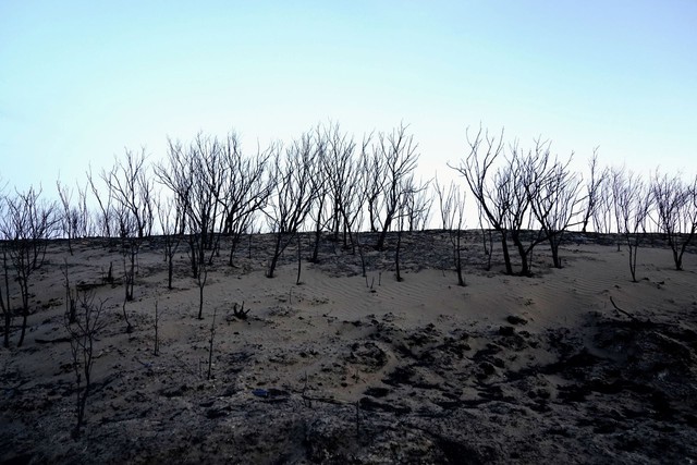 Cháy rừng tàn khốc tại Texas: Khói lửa bao trùm cả vùng trời, xót xa cảnh tượng động vật tán loạn thoát thân - Ảnh 6.