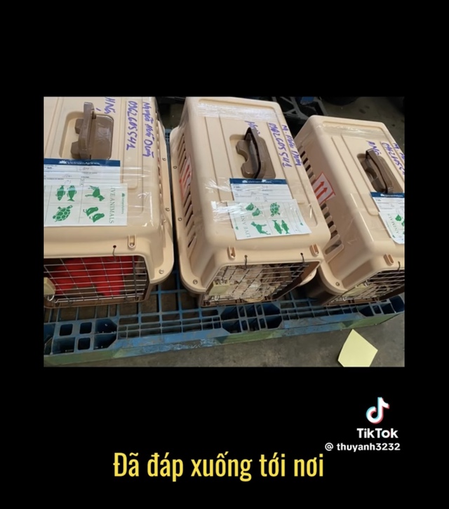 Sao nữ Vbiz bật khóc lo lắng khi vận chuyển thú cưng, tất cả vì lý do này? - Ảnh 8. Sao nữ Vbiz bật khóc lo lắng khi vận chuyển thú cưng, tất cả vì lý do này? - Ảnh 8.