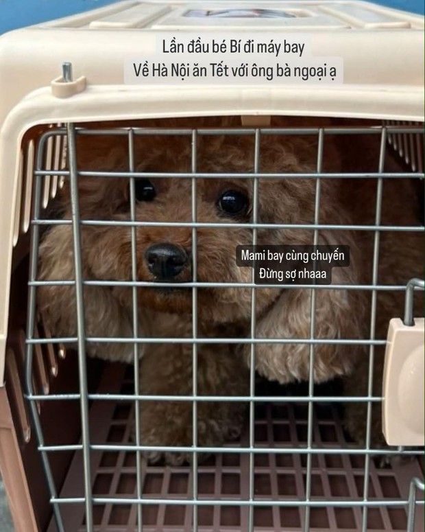 Cún cưng gặp nạn khi bay ra Hà Nội, Châu Bùi có lời nhắn xúc động trong ngày 30 Tết - Ảnh 7.