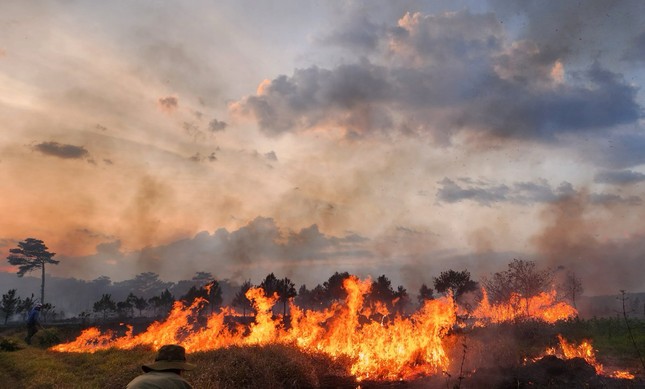 Cháy rừng ở thành phố Bảo Lộc, hàng trăm cây thông bị thiêu rụi - Ảnh 1.