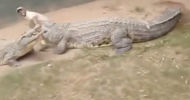 Du khách hú vía vì cá sấu tấn công nhân viên sở thú khi trình diễn - Ảnh 1.