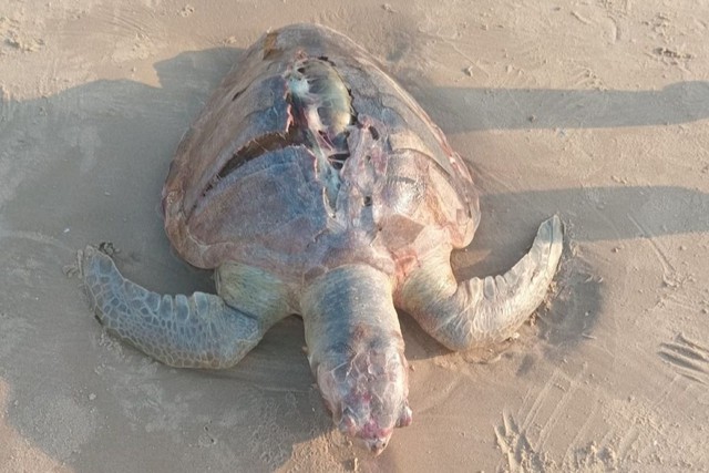 Xác rùa với vết nứt dài dạt vào bờ biển Vũng Tàu - Ảnh 1.