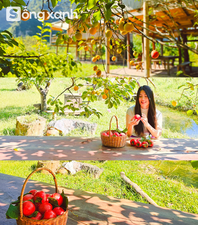 Người phụ nữ bê đá xây nhà giữa thung lũng, sống thuận tự nhiên, thu 2 tấn hồng/năm nhưng không bán - Ảnh 9.