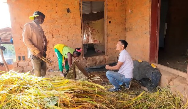 Lúa nương Việt Nam trĩu hạt trên rẫy châu Phi: Chỉ người giàu dám ăn, trồng 2 năm mới có thành quả - Ảnh 5.