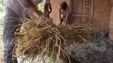 Lúa nương Việt Nam trĩu hạt trên rẫy châu Phi: Chỉ người giàu dám ăn, trồng 2 năm mới có thành quả - Ảnh 4. Lúa nương Việt Nam trĩu hạt trên rẫy châu Phi: Chỉ người giàu dám ăn, trồng 2 năm mới có thành quả - Ảnh 4.