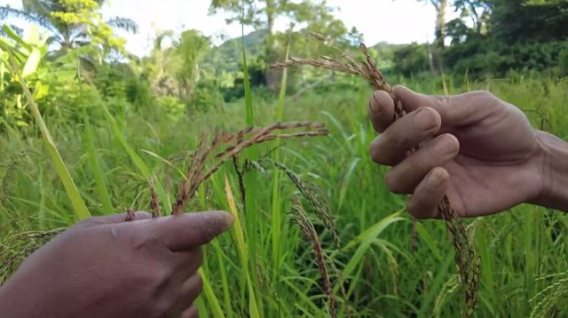 Lúa nương Việt Nam trĩu hạt trên rẫy châu Phi: Chỉ người giàu dám ăn, trồng 2 năm mới có thành quả - Ảnh 3.