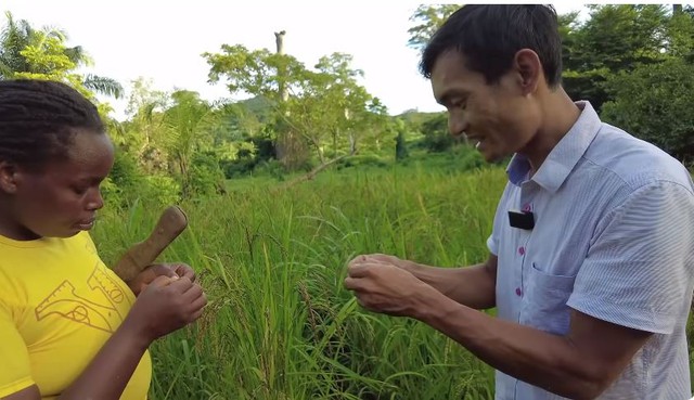 Lúa nương Việt Nam trĩu hạt trên rẫy châu Phi: Chỉ người giàu dám ăn, trồng 2 năm mới có thành quả - Ảnh 2.