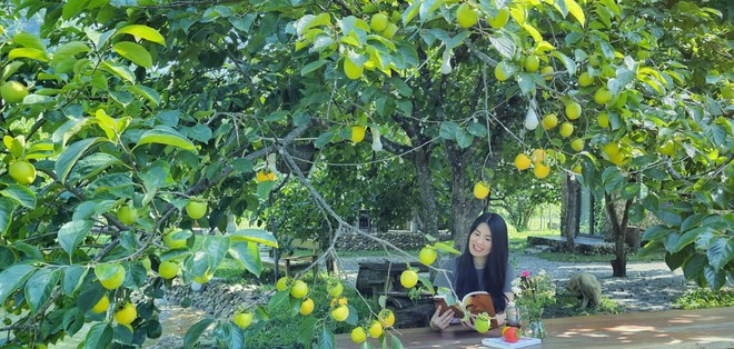 Người phụ nữ bê đá xây nhà giữa thung lũng, sống thuận tự nhiên, thu 2 tấn hồng/năm nhưng không bán - Ảnh 5.
