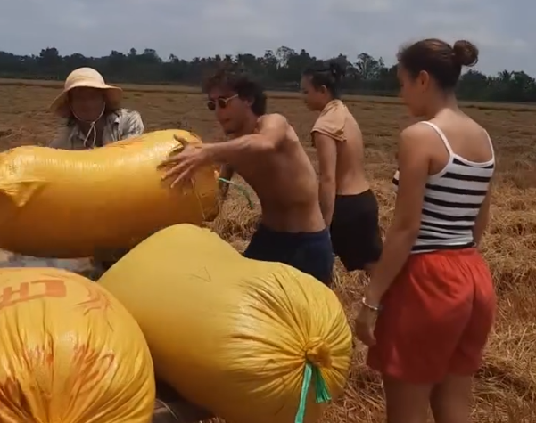 CLIP: Du khách nước ngoài thích thú xuống ruộng thu hoạch lúa với nông dân miền Tây - Ảnh 1.