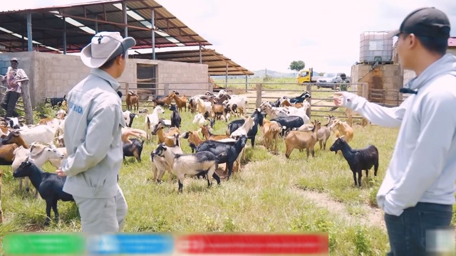 Quang Linh Vlog đau xót vì trang trại mất 70 con dê, hàng chục tỷ đầu tư có nguy cơ đổ sông đổ bể - Ảnh 1.