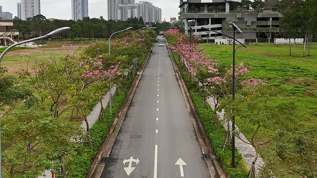 Mê hoặc với con đường hoa kèn hồng đang bung nở ở Hà Nội - Ảnh 9.