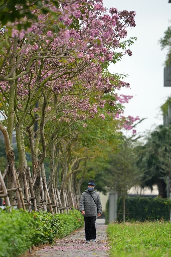 Mê hoặc với con đường hoa kèn hồng đang bung nở ở Hà Nội - Ảnh 3.