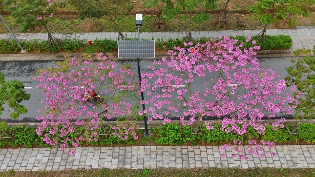 Mê hoặc với con đường hoa kèn hồng đang bung nở ở Hà Nội - Ảnh 1.