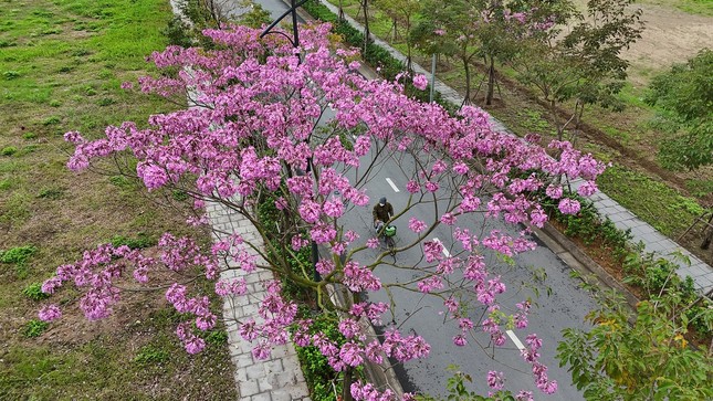 Mê hoặc với con đường hoa kèn hồng đang bung nở ở Hà Nội - Ảnh 5.