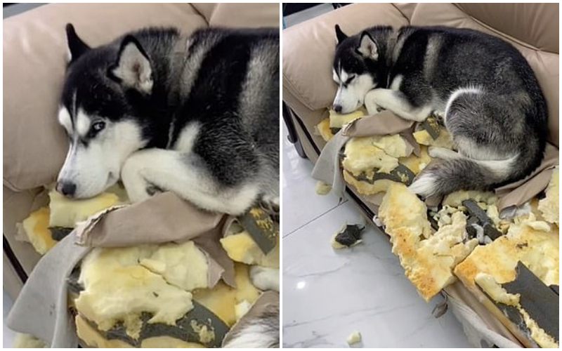 Chó Husky trốn đi chơi, chủ đi tìm thì suýt khóc với cảnh này: Tôi phải đền 28 triệu chỉ vì 2 “con báo” - Ảnh 5.