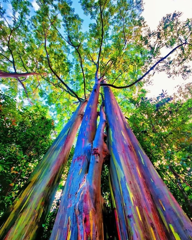 Bạch đàn cầu vồng: Loài cây được mệnh danh là cây đẹp nhất thế giới - Ảnh 4.