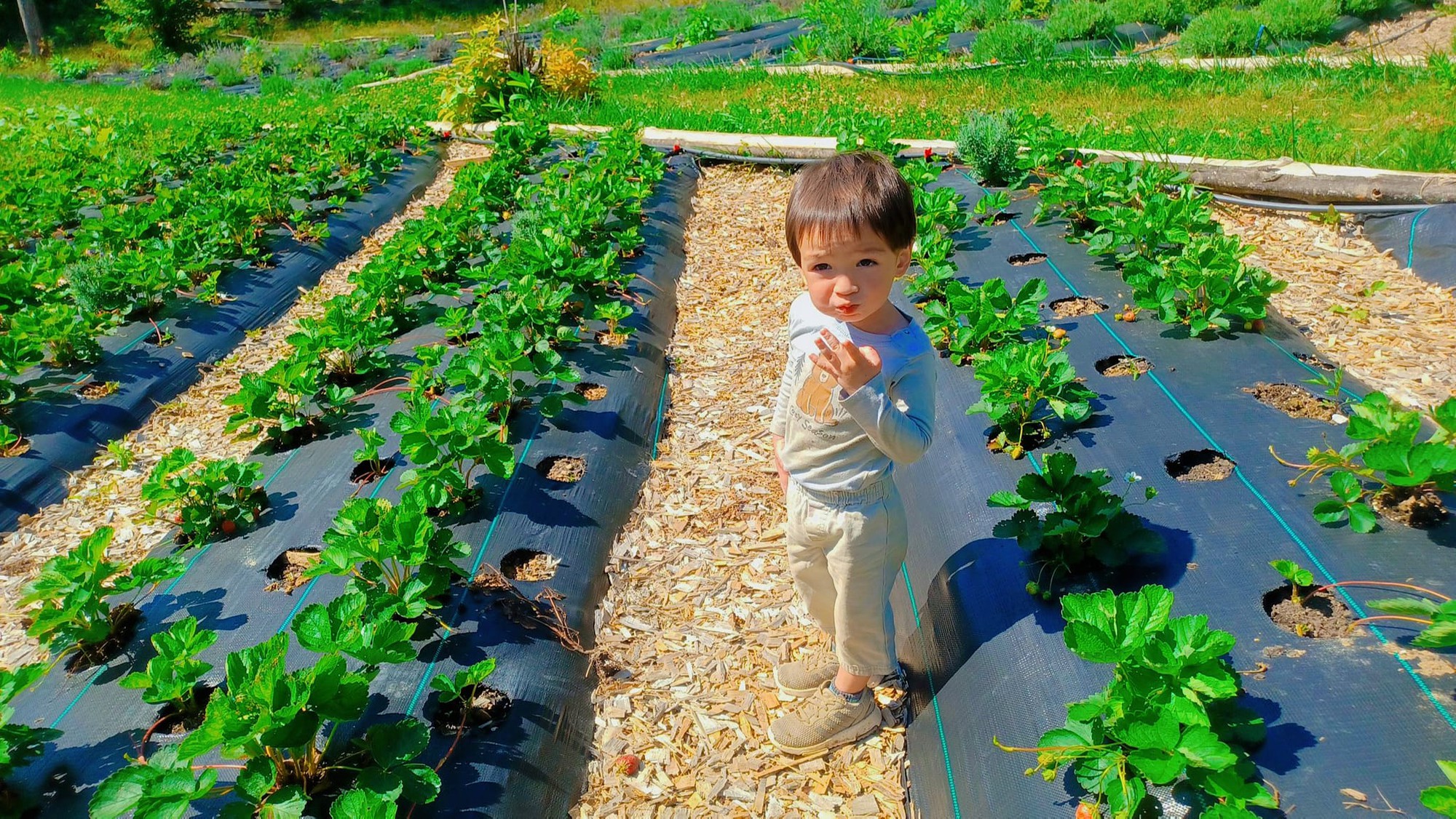 Vợ Việt lấy chồng Mỹ thuộc tộc người bí ẩn: Ly khai thế giới hiện đại, không dùng điện, đi bằng xe ngựa - Ảnh 16.