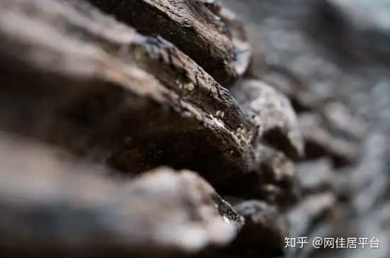 Đi mò ốc dưới suối phát hiện cây gỗ dài 20m tỏa mùi thơm lạ, ước tính gần 400 tỷ đồng - Ảnh 2.
