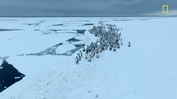 Hàng trăm chú chim cánh cụt nhảy từ vách băng cao 15m, cảnh tượng chưa từng có được ghi lại khiến nhiều người đau lòng - Ảnh 1.