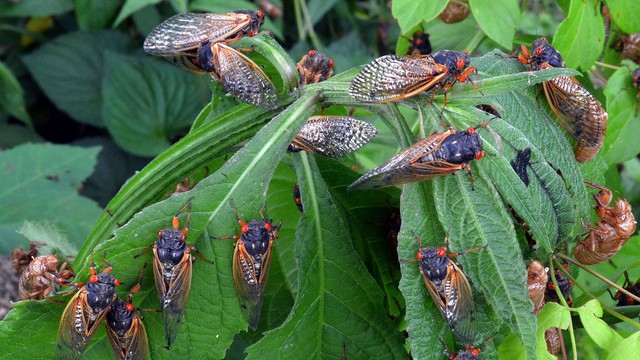 Hơn 1.000 tỷ con côn trùng này đội đất chui lên khiến nước Mỹ rơi vào thảm họa lớn nhất trong 221 năm - Ảnh 6.