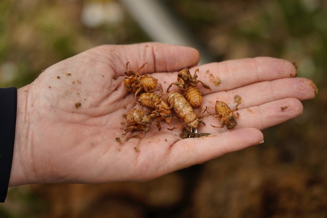 Hơn 1.000 tỷ con côn trùng này đội đất chui lên khiến nước Mỹ rơi vào thảm họa lớn nhất trong 221 năm - Ảnh 5.