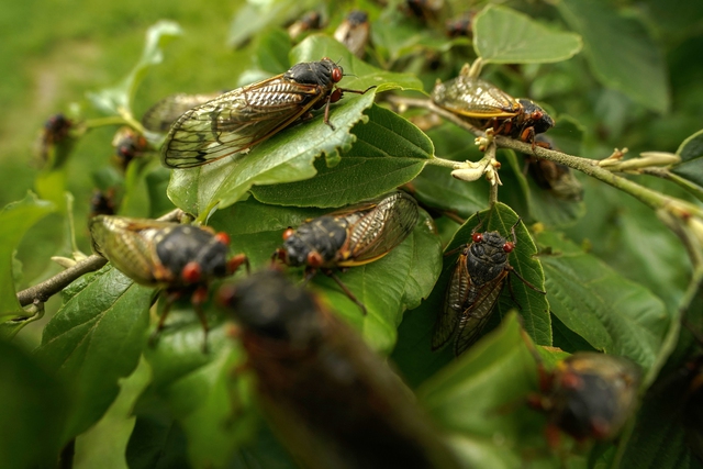 Hơn 1.000 tỷ con côn trùng này đội đất chui lên khiến nước Mỹ rơi vào thảm họa lớn nhất trong 221 năm - Ảnh 3.