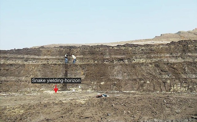 Ấn Độ: Lộ diện hóa thạch rắn thần dài 15 m từ siêu lục địa đã mất - Ảnh 1.