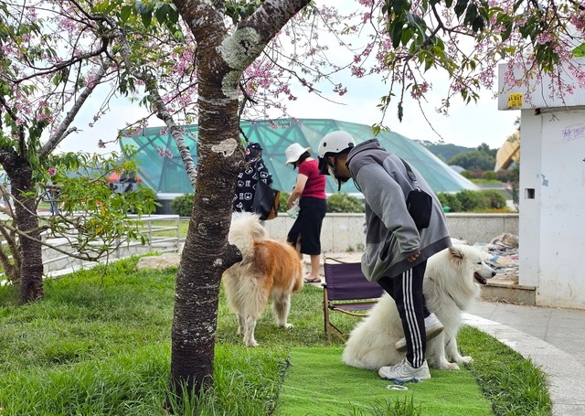 Xử lý nhanh 2 thanh niên dắt chó chiếm chỗ cây mai anh đào đẹp nhất quảng trường Lâm Viên - Ảnh 2.
