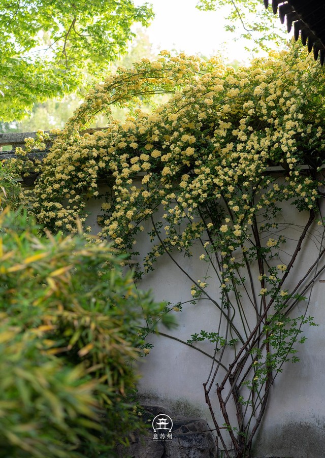 T&ocirc; Ch&acirc;u th&aacute;ng Tư bừng s&aacute;ng trong sắc hoa mộc hương: Hoa rủ b&ecirc;n tiệm tr&agrave; nhỏ, lặng lẽ y&ecirc;u kiều trong vườn cổ - Ảnh 4.