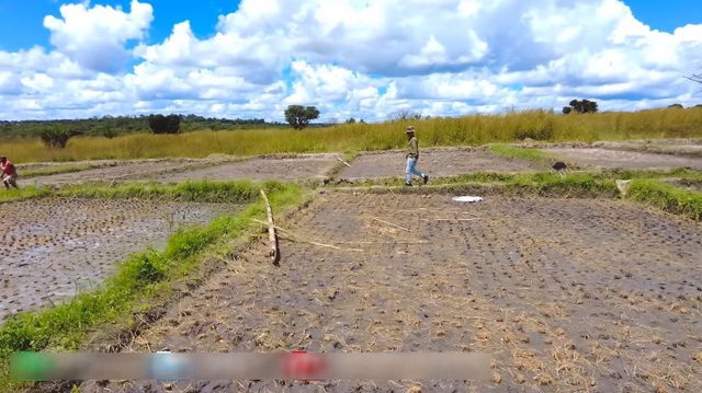 Công nghệ đập lúa made in Vietnam gây kinh ngạc ở Angola, chủ trang trại Việt ra quyết định mạo hiểm - Ảnh 8.