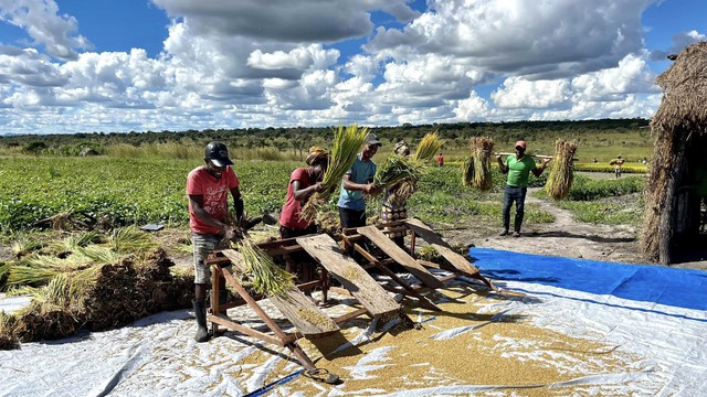 Công nghệ đập lúa made in Vietnam gây kinh ngạc ở Angola, chủ trang trại Việt ra quyết định mạo hiểm - Ảnh 7.