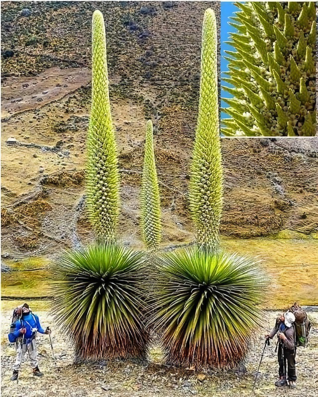 Puya Raimondii: Nữ hoàng dãy Andes, 100 năm mới nở hoa một lần! - Ảnh 4.
